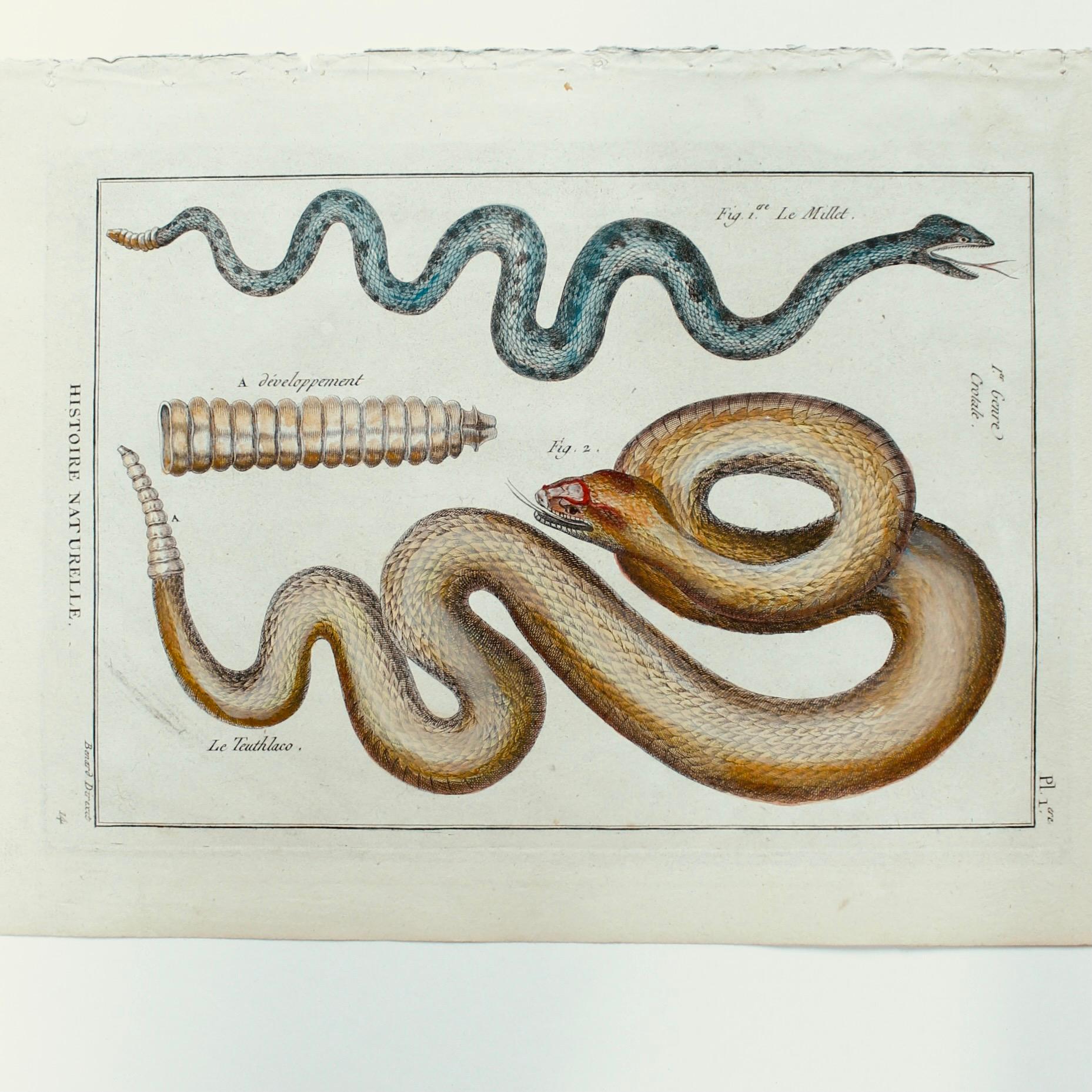 Set von fünf handkolorierten Schlangen, Originalgravuren, 18. Jahrhundert im Angebot 1