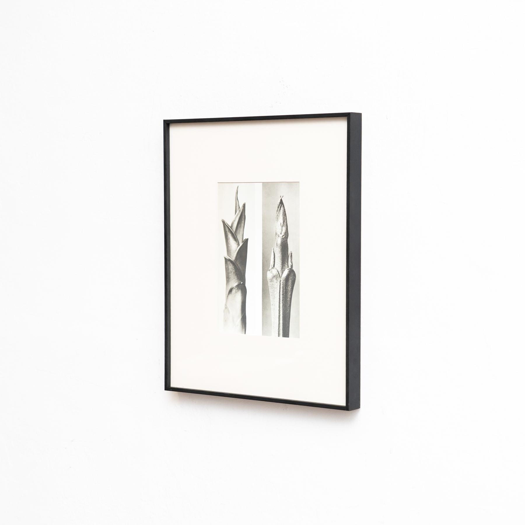 Set di cinque fotogrammi incorniciati di Karl Blossfeldt: Natural Elegance (1942) in vendita 3