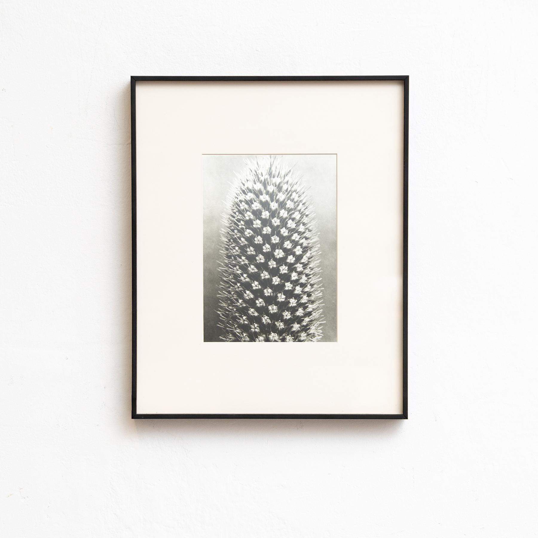 Set di cinque fotogrammi incorniciati di Karl Blossfeldt: Natural Elegance (1942) in vendita 4