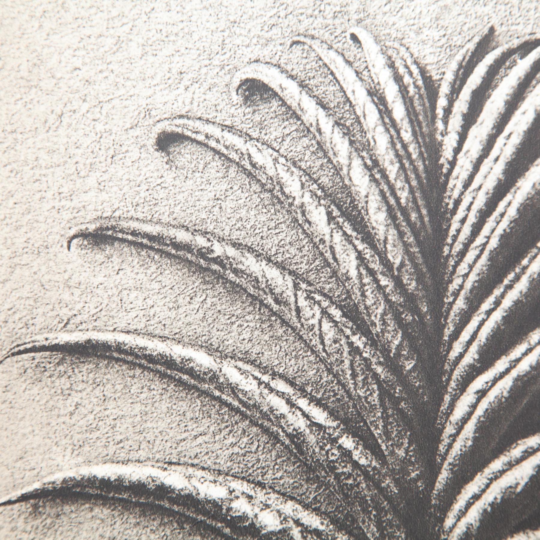 Set di cinque fotogrammi incorniciati di Karl Blossfeldt: Natural Elegance (1942) in vendita 5