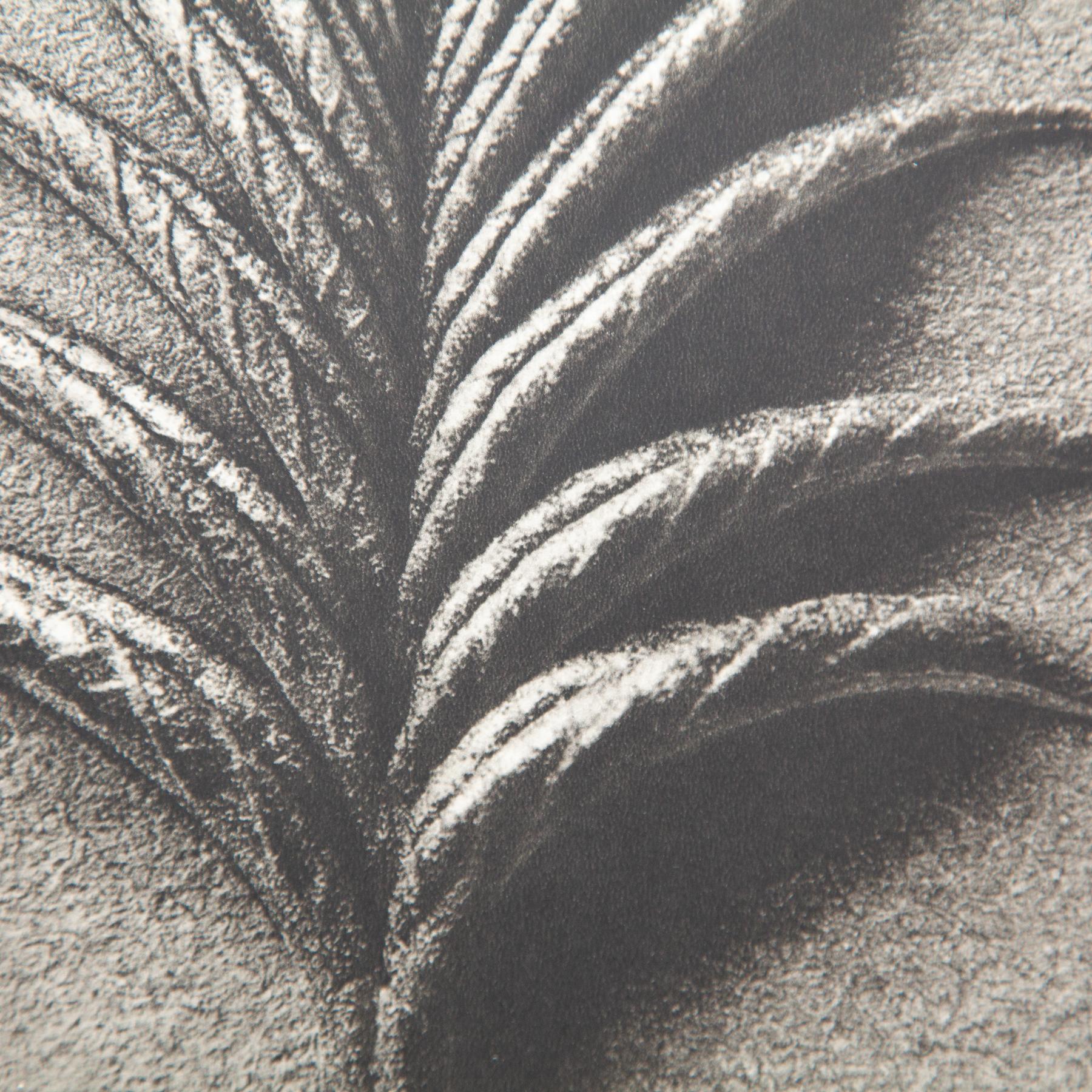 Set di cinque fotogrammi incorniciati di Karl Blossfeldt: Natural Elegance (1942) in vendita 6