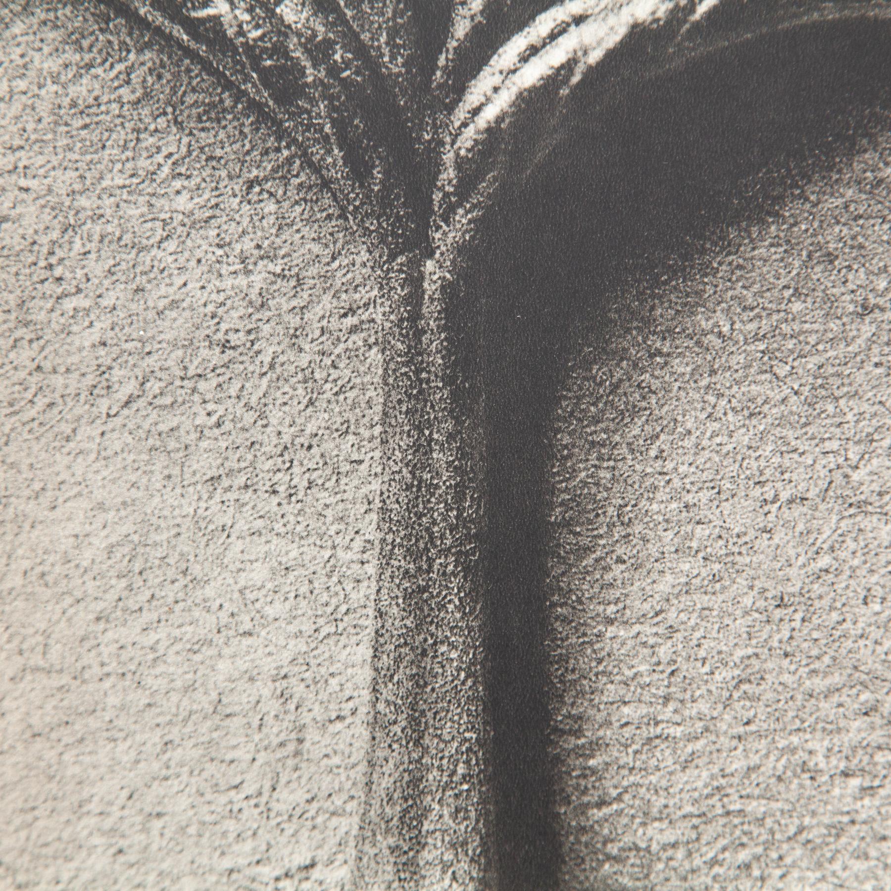 Set di cinque fotogrammi incorniciati di Karl Blossfeldt: Natural Elegance (1942) in vendita 7