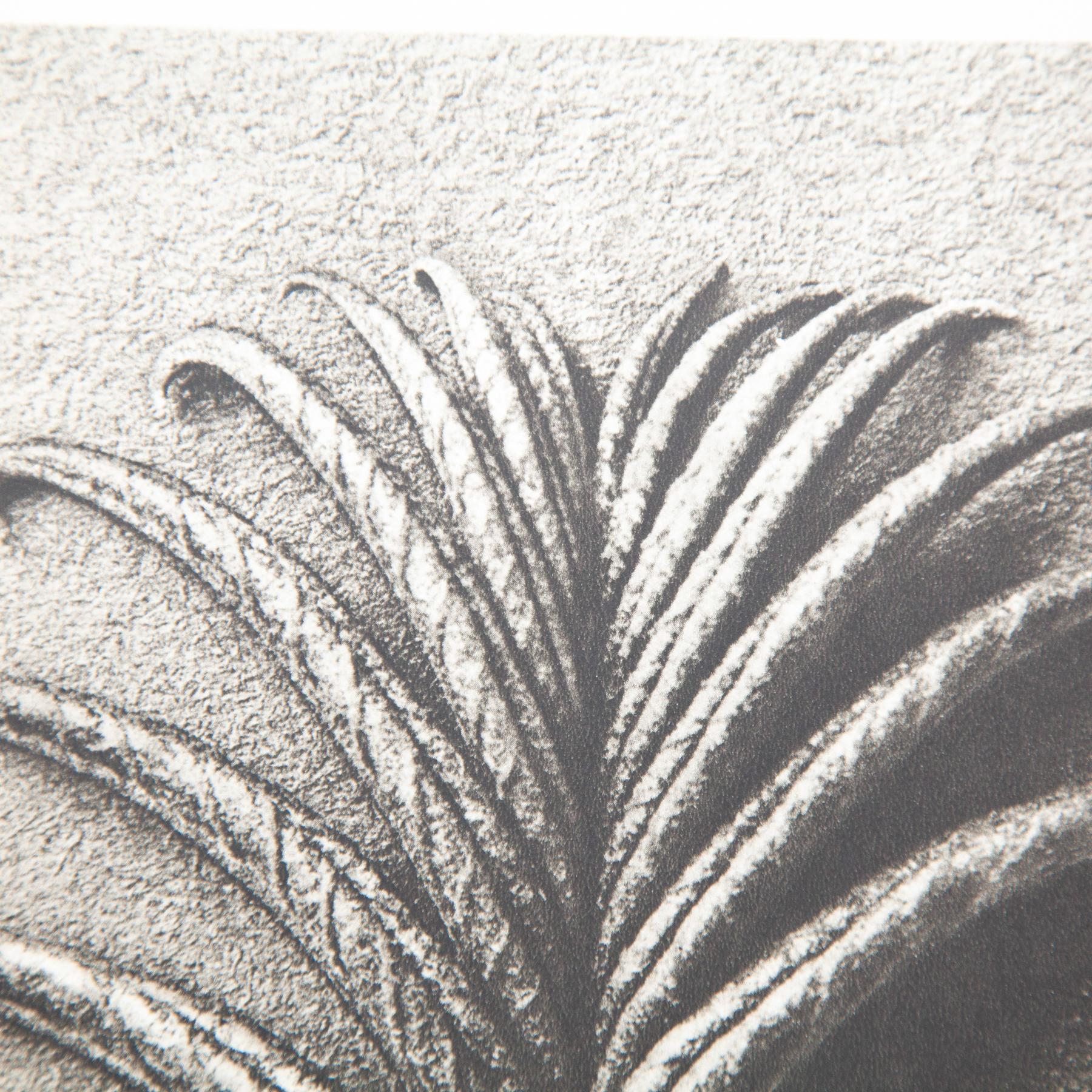 Set di cinque fotogrammi incorniciati di Karl Blossfeldt: Natural Elegance (1942) in vendita 8