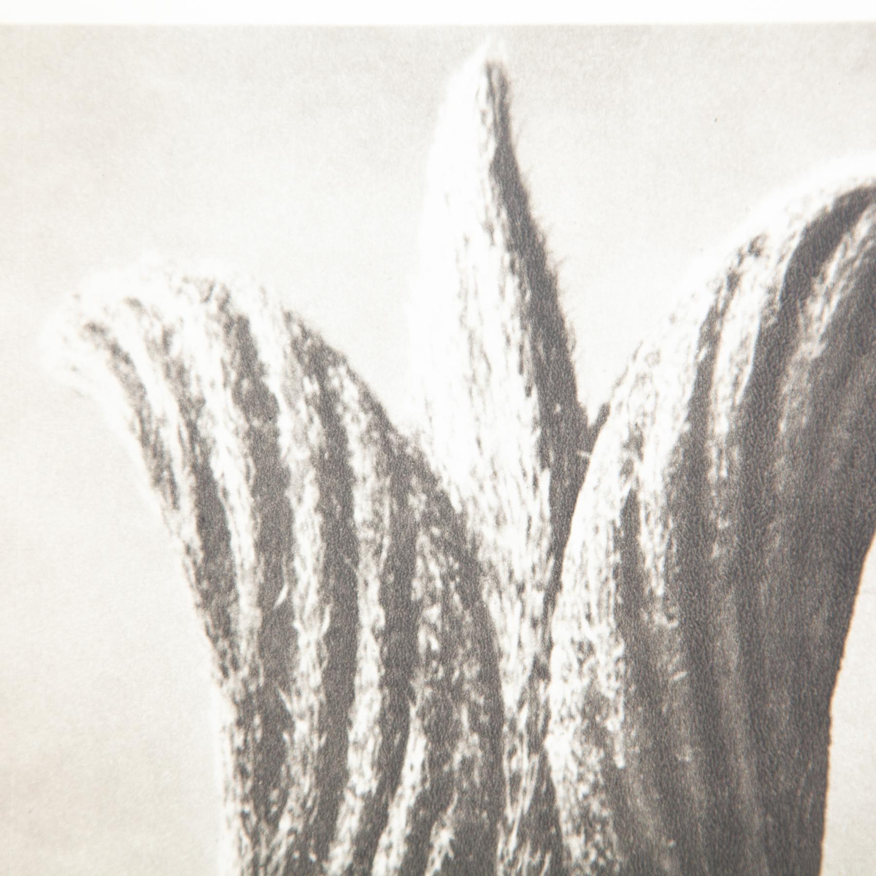 Set di cinque fotogrammi incorniciati di Karl Blossfeldt: Natural Elegance (1942) in vendita 9