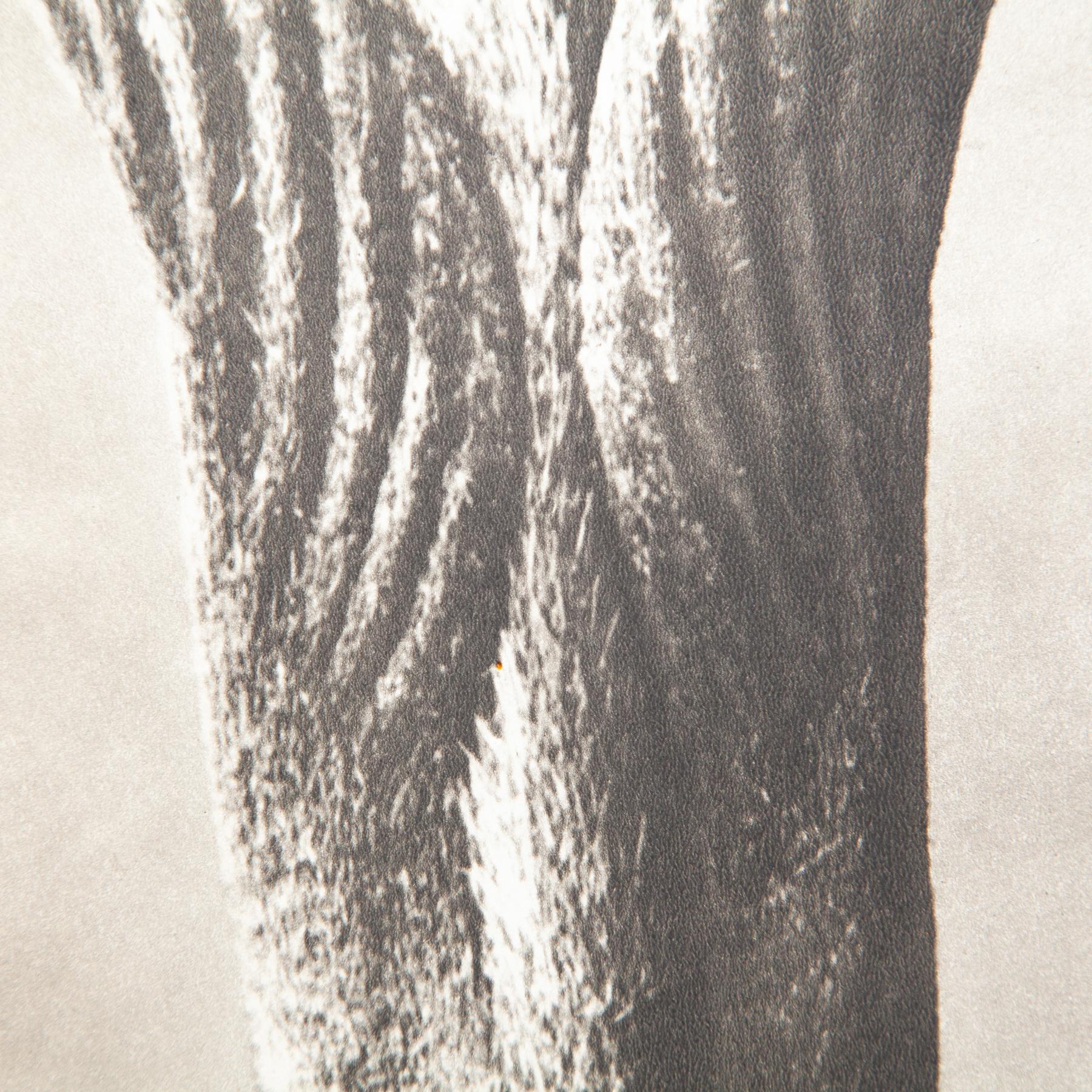 Set di cinque fotogrammi incorniciati di Karl Blossfeldt: Natural Elegance (1942) in vendita 10