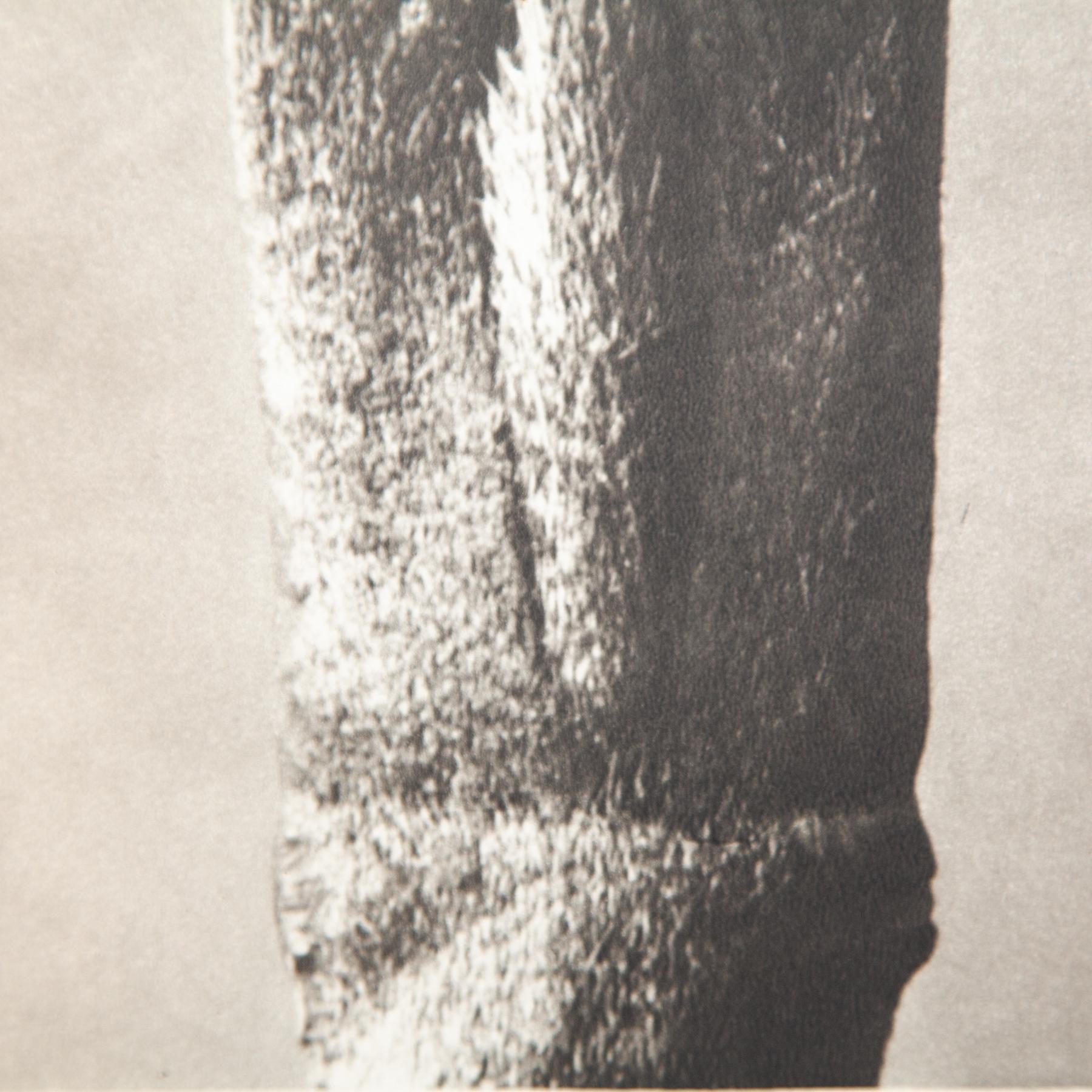 Set di cinque fotogrammi incorniciati di Karl Blossfeldt: Natural Elegance (1942) in vendita 11