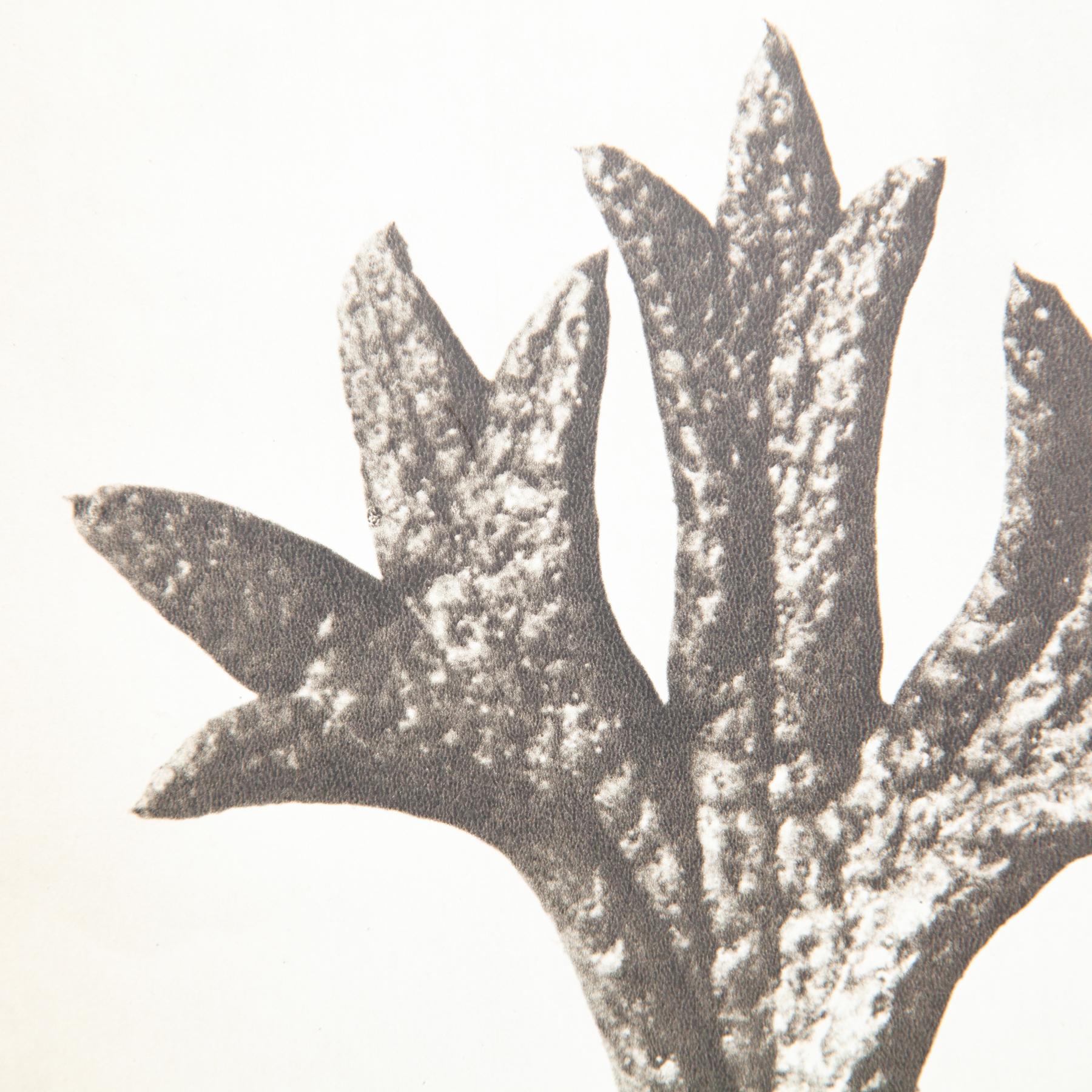 Set di cinque fotogrammi incorniciati di Karl Blossfeldt: Natural Elegance (1942) in vendita 12