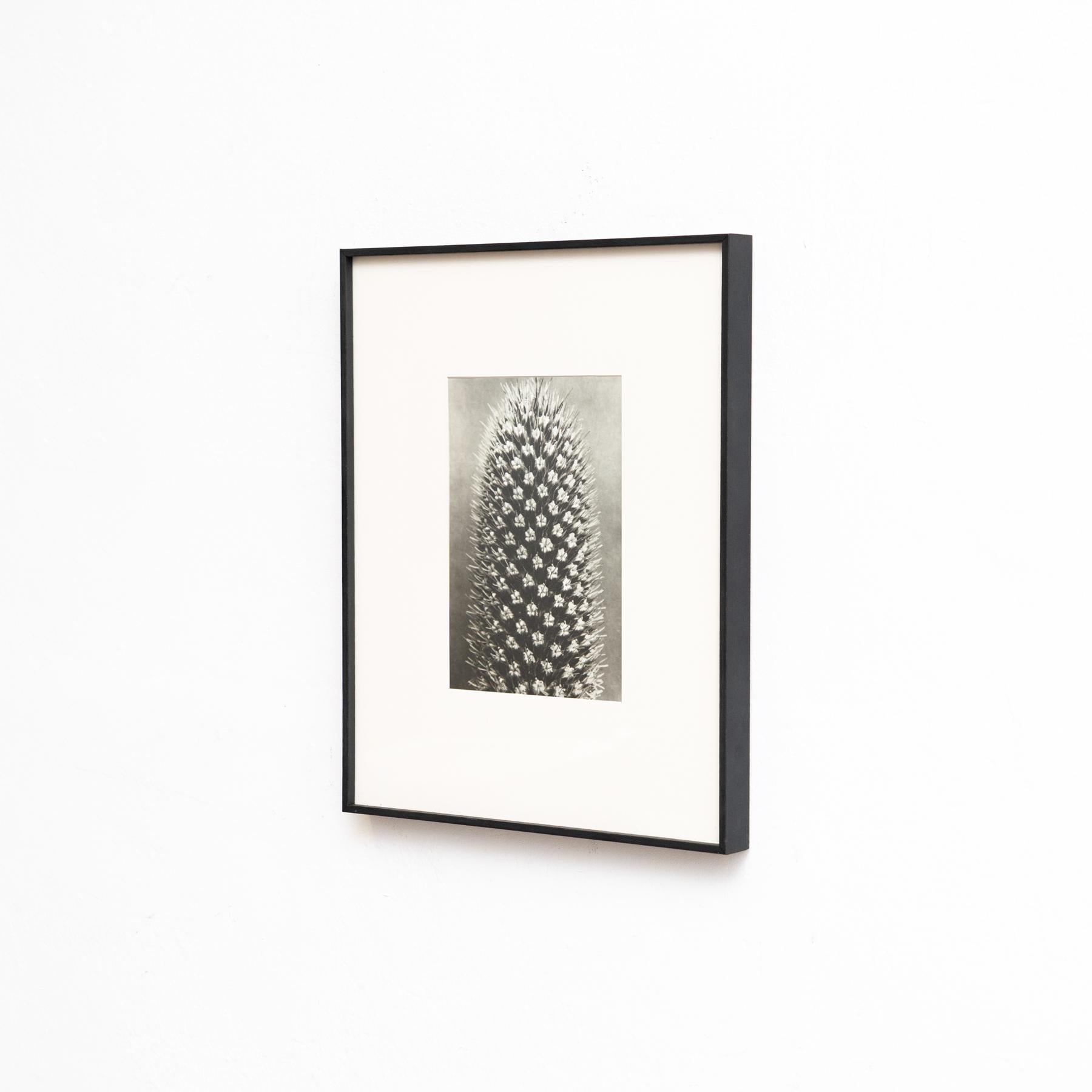 Presentiamo un'affascinante serie di cinque fotoincisioni di Karl Blossfeldt dall'edizione del 1942 del libro 