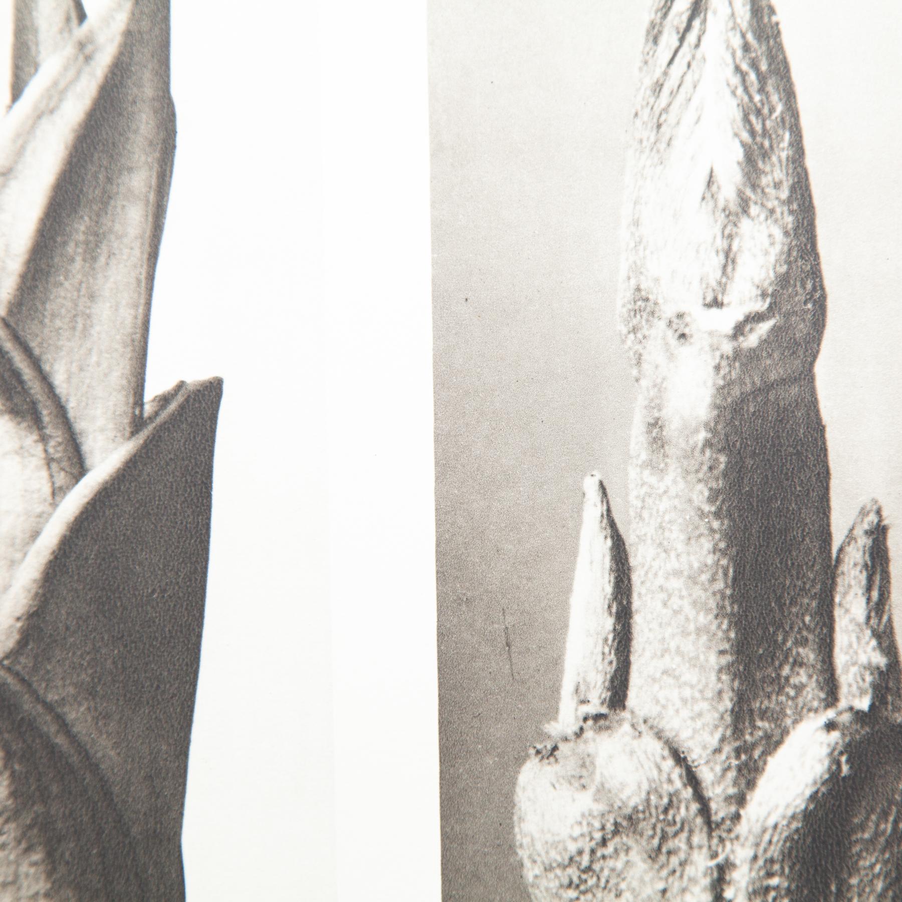 Set di cinque fotogrammi incorniciati di Karl Blossfeldt: Natural Elegance (1942) in vendita 13