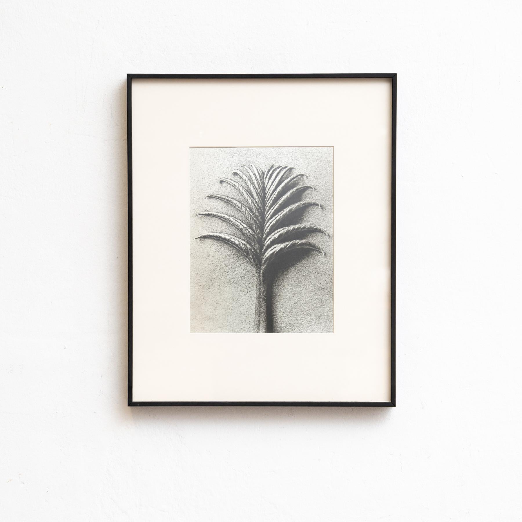 Mid-Century moderno Set di cinque fotogrammi incorniciati di Karl Blossfeldt: Natural Elegance (1942) in vendita