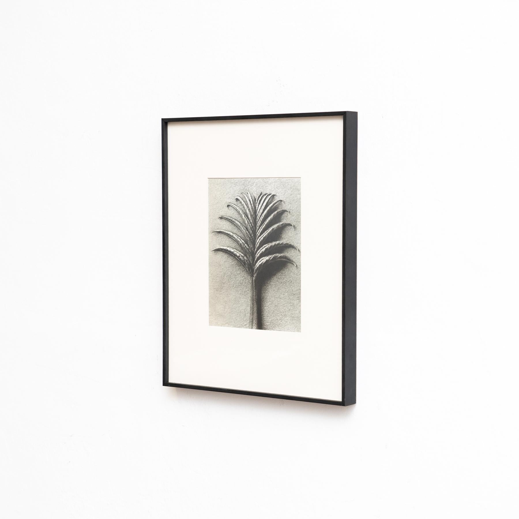 Spagnolo Set di cinque fotogrammi incorniciati di Karl Blossfeldt: Natural Elegance (1942) in vendita