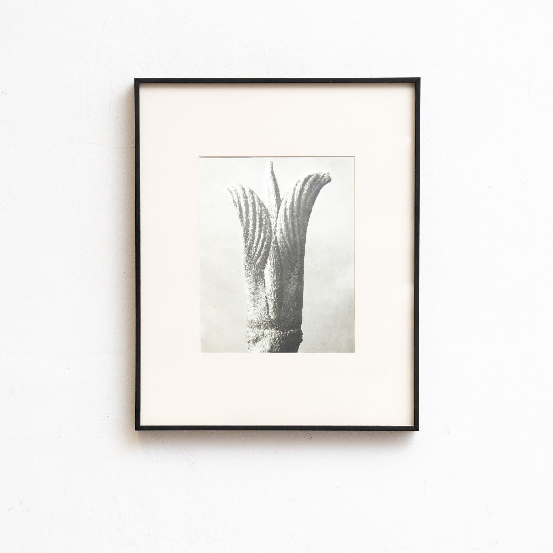Set di cinque fotogrammi incorniciati di Karl Blossfeldt: Natural Elegance (1942) In condizioni buone in vendita a Barcelona, Barcelona