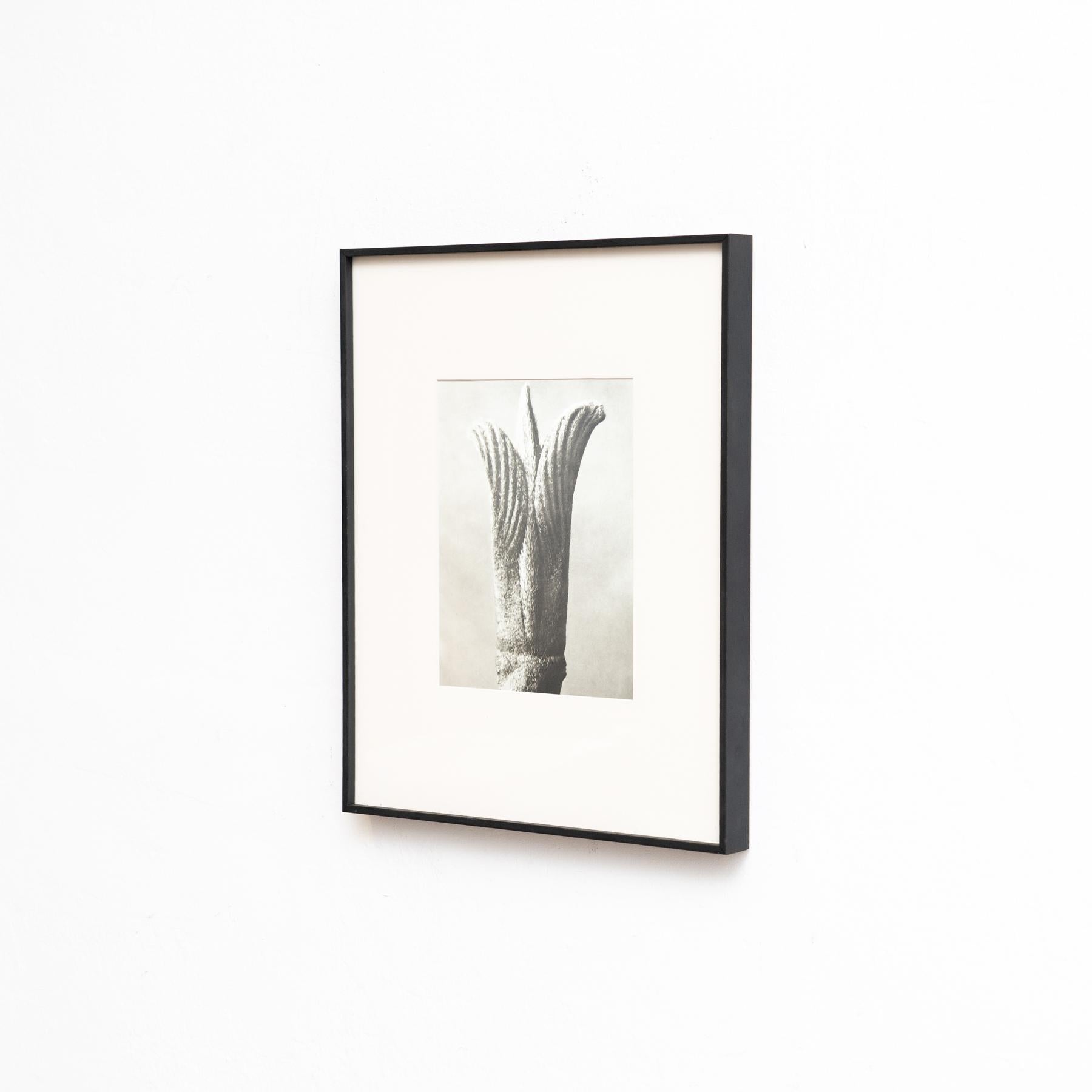 Metà XX secolo Set di cinque fotogrammi incorniciati di Karl Blossfeldt: Natural Elegance (1942) in vendita