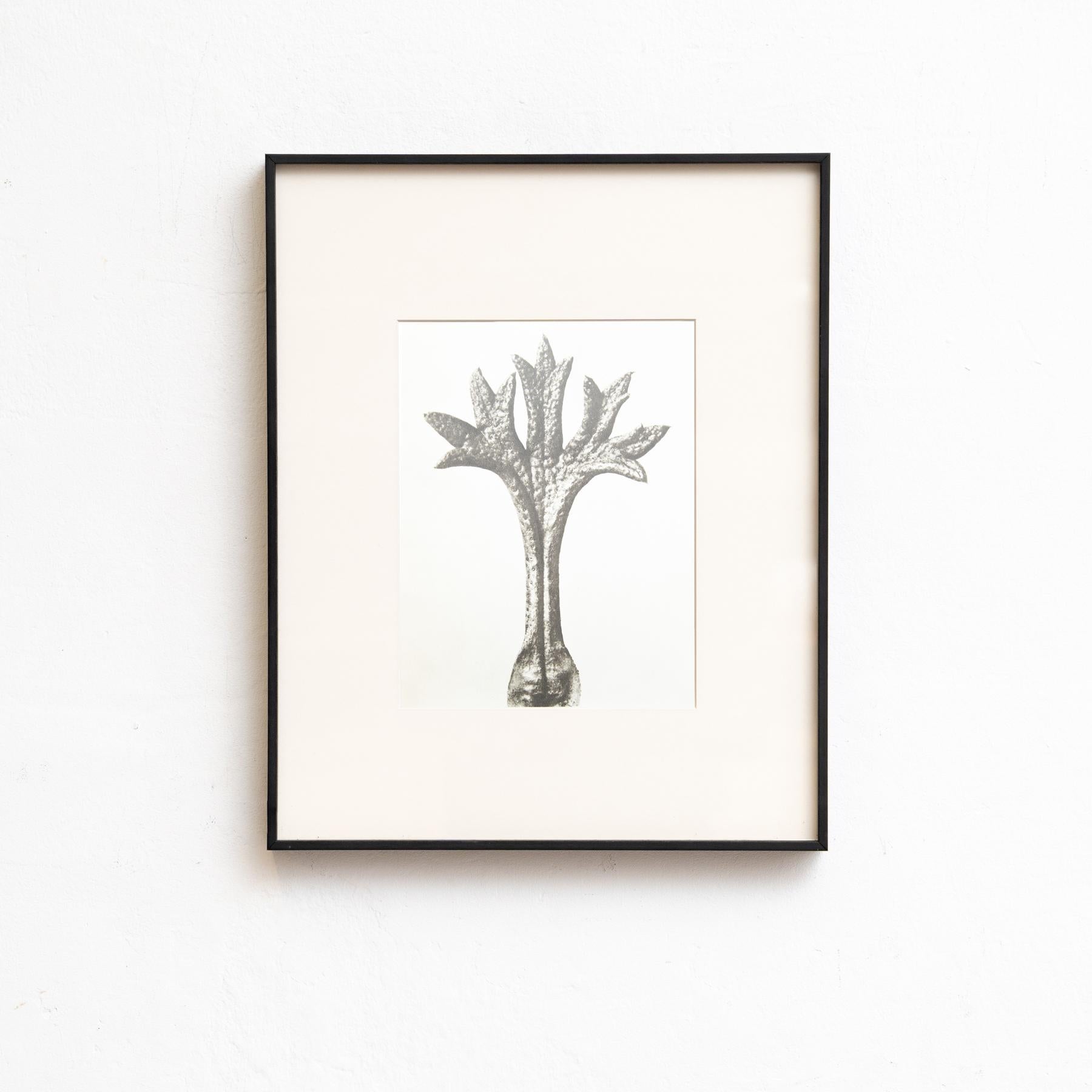 Carta Set di cinque fotogrammi incorniciati di Karl Blossfeldt: Natural Elegance (1942) in vendita
