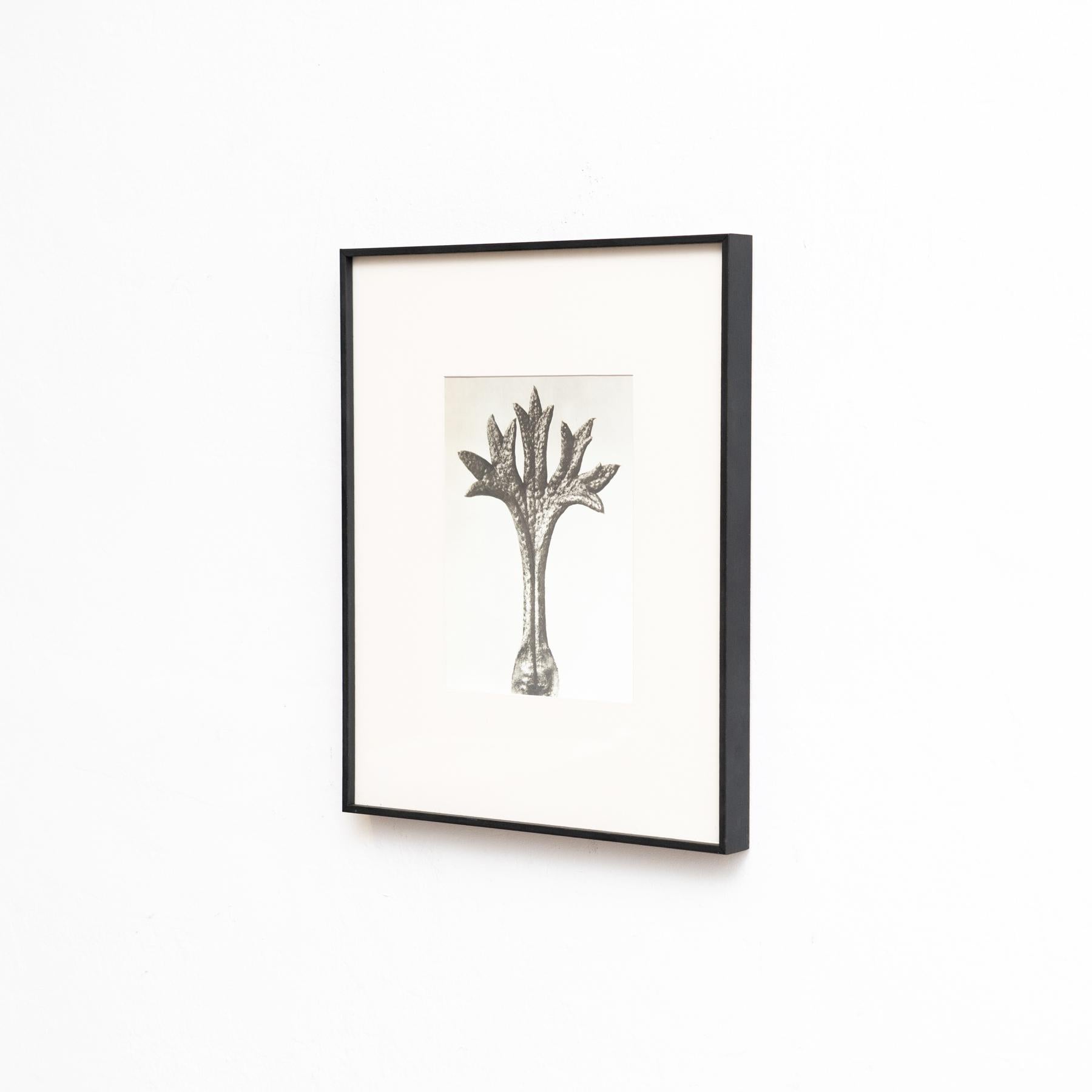 Set di cinque fotogrammi incorniciati di Karl Blossfeldt: Natural Elegance (1942) in vendita 1