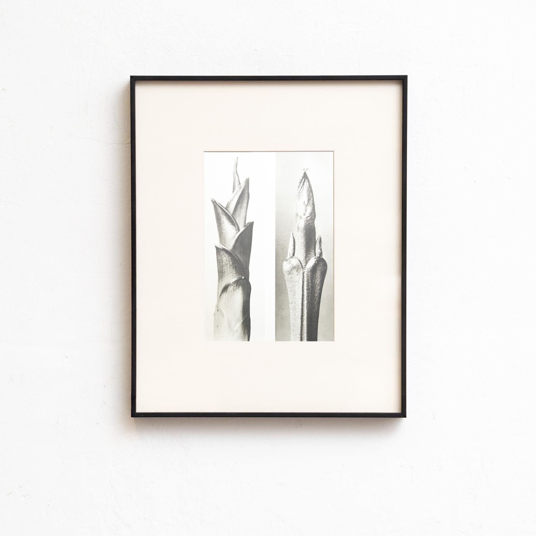 Set di cinque fotogrammi incorniciati di Karl Blossfeldt: Natural Elegance (1942) in vendita 2