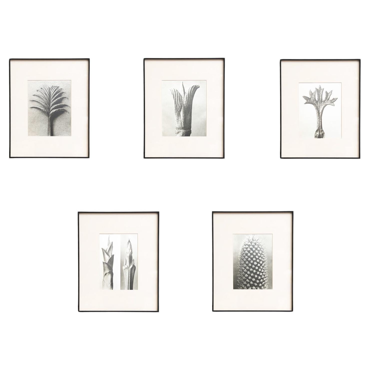 Set of Five Karl Blossfeldt Framed Photogravures: Nature's Elegance (1942)