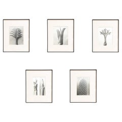 Set of Five Karl Blossfeldt Framed Photogravures: Nature's Elegance (1942)