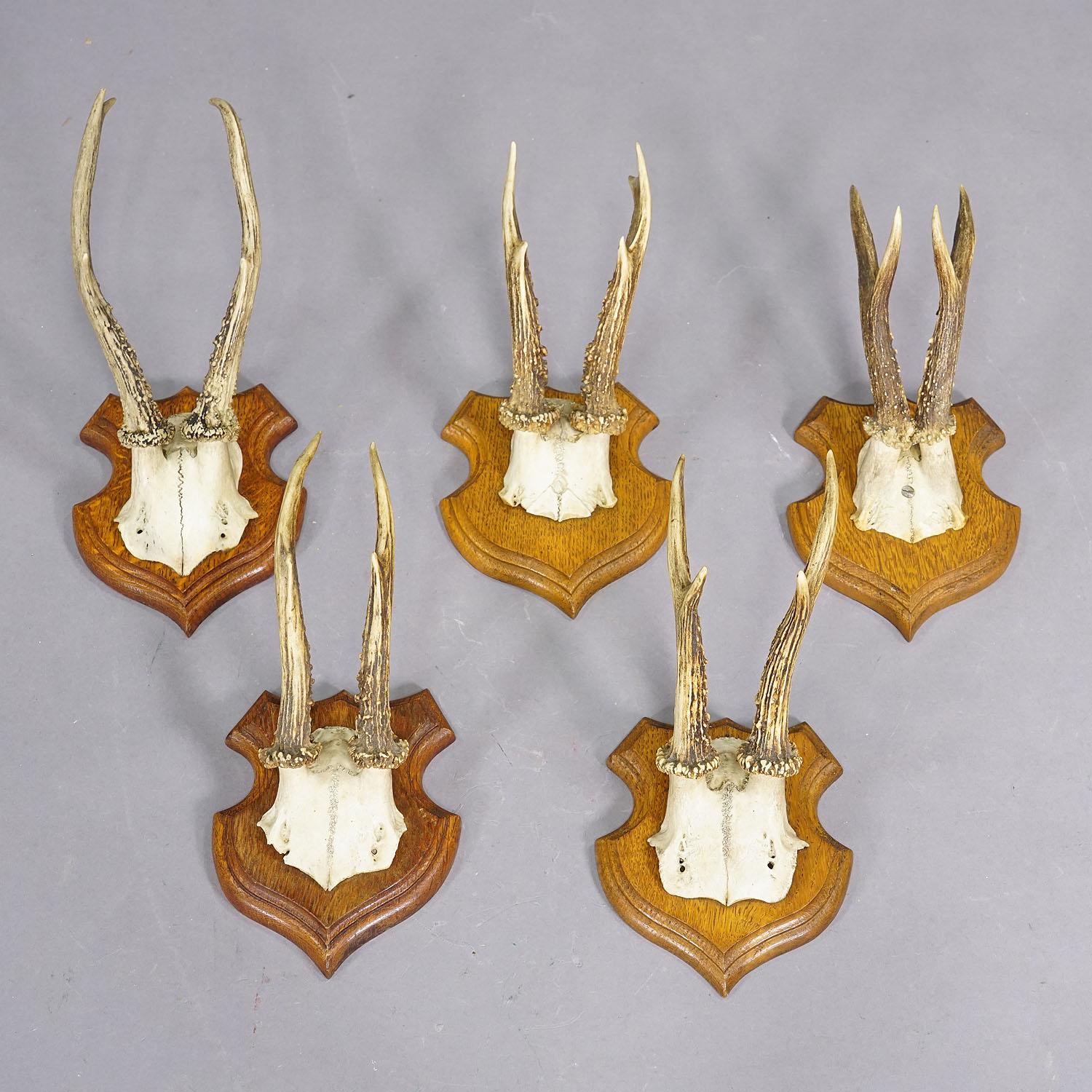 Conjunto de cinco trofeos de corzo en placas talladas Alemania hacia 1920

Conjunto de cinco trofeos antiguos de corzo (Capreolus capreolus) montados sobre placas de madera tallada. Los trofeos fueron abatidos en Alemania hacia 1920. Un gran