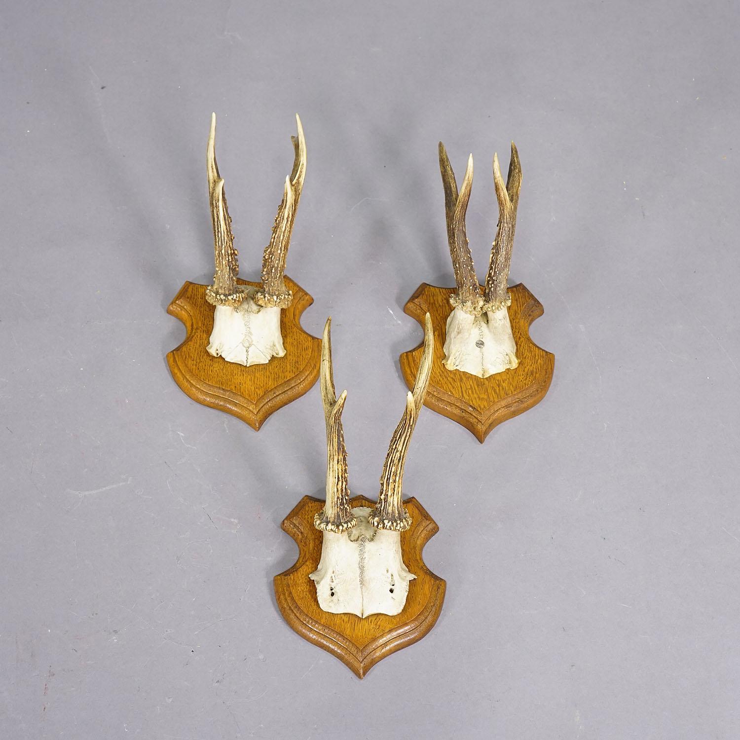 Conjunto de cinco trofeos de corzo en placas talladas Alemania hacia 1920 Rústico en venta