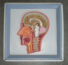 SET OF FiVE VINTAGE EDUCATIONAL ANATOMICAL 3D DISPLAY MODELS BRAIN IRIS EARDRUM