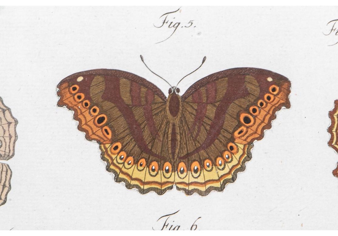 Set of Four 1783 German Color Engravings with Butterflies by Carl Gustav Jablons 3