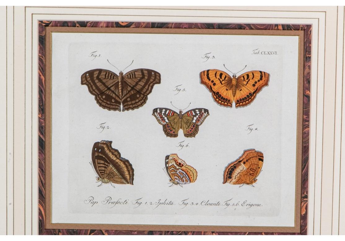 Set of Four 1783 German Color Engravings with Butterflies by Carl Gustav Jablons 4