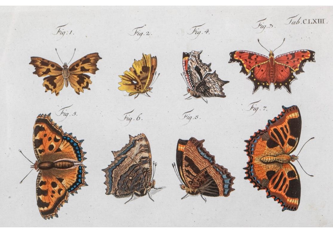 Set of Four 1783 German Color Engravings with Butterflies by Carl Gustav Jablons 5