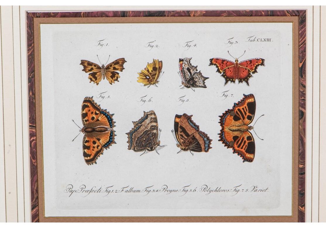 Set of Four 1783 German Color Engravings with Butterflies by Carl Gustav Jablons 6