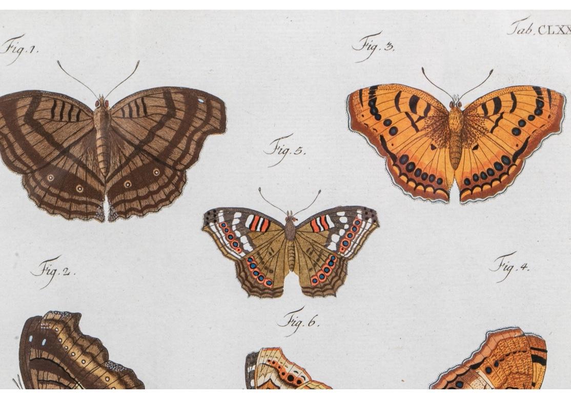 Set of Four 1783 German Color Engravings with Butterflies by Carl Gustav Jablons 7