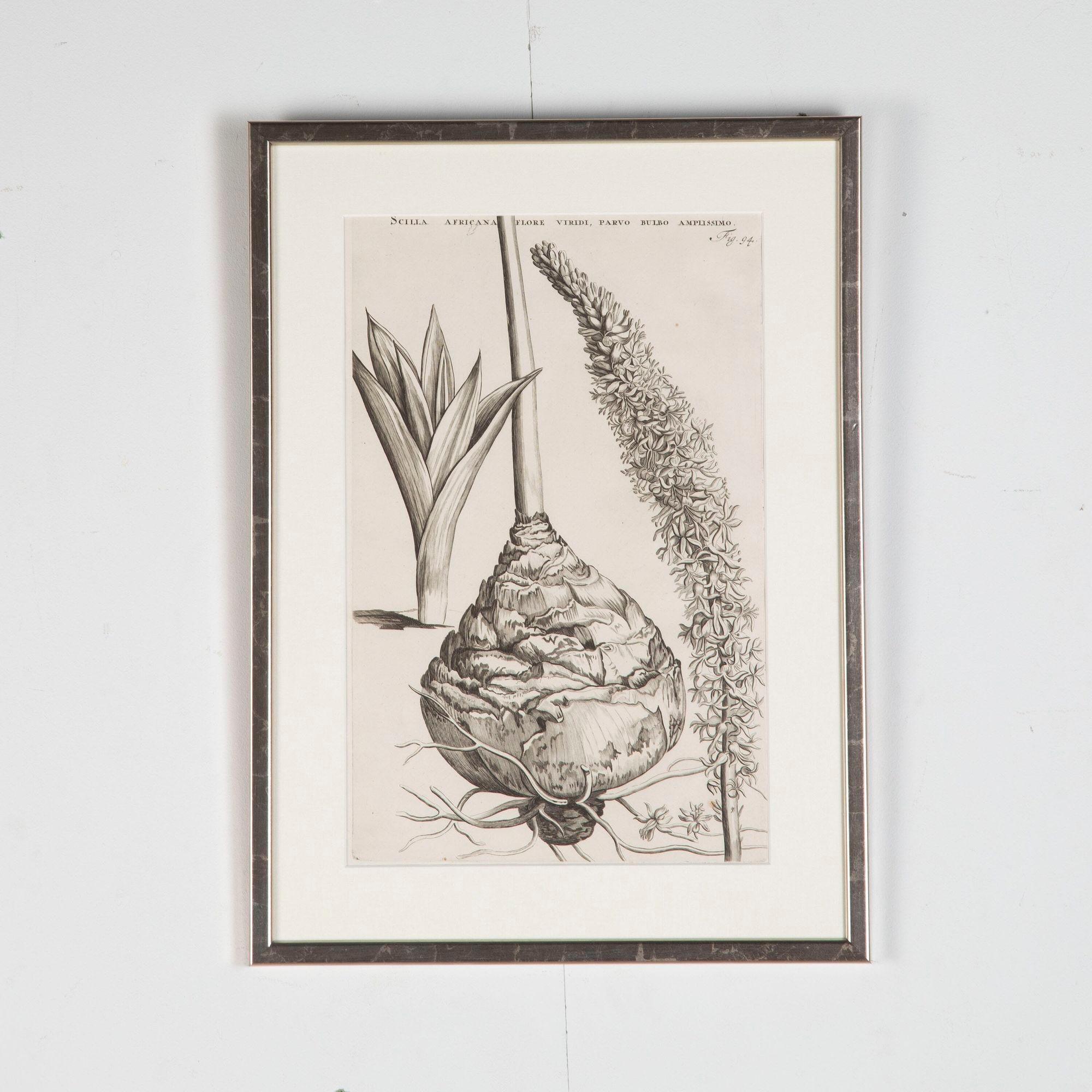 Bel ensemble de quatre gravures botaniques du 17e siècle par Jan et Caspar Commelin.
Présentées dans des cadres argentés avec des montures en toile de jute et du verre artistique AR70 pour une clarté optimale.
Jan Coloni (1629-1692) était directeur