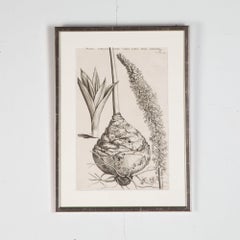 Set of 4, 17th Century Botanical Engravings by Jan and Caspar Commelin