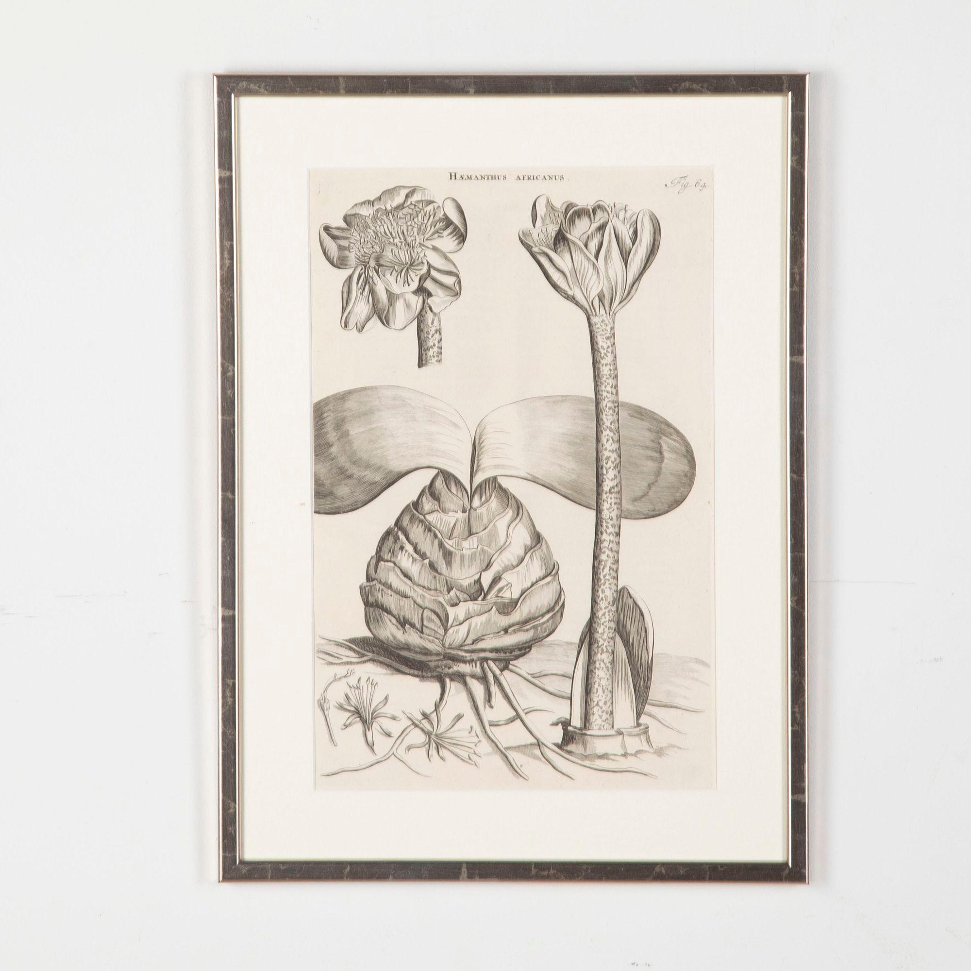 Néerlandais Ensemble de quatre gravures botaniques du 17e siècle par Jan et Caspar Commelin en vente