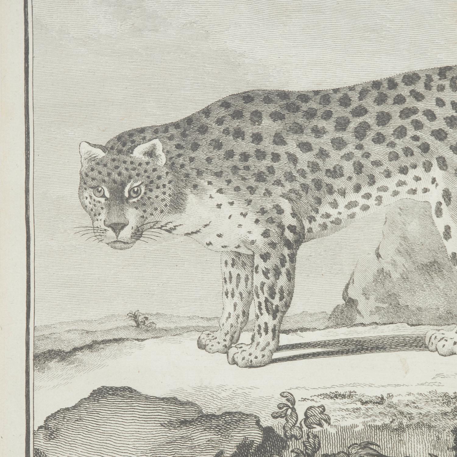 Ensemble de quatre gravures animalières du XVIIIe siècle d'après Jacques E. de Sève, encadrées en vente 4
