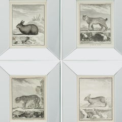 Set of Four 18th Century Animal Engravings After Jacques E. de Sève, Framed