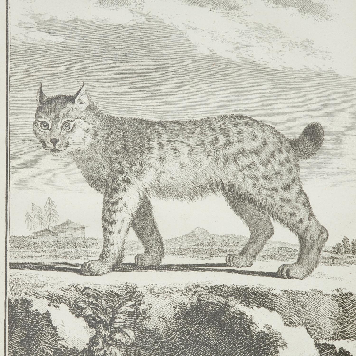 Ensemble de quatre gravures animalières du XVIIIe siècle d'après Jacques E. de Sève, encadrées en vente 2