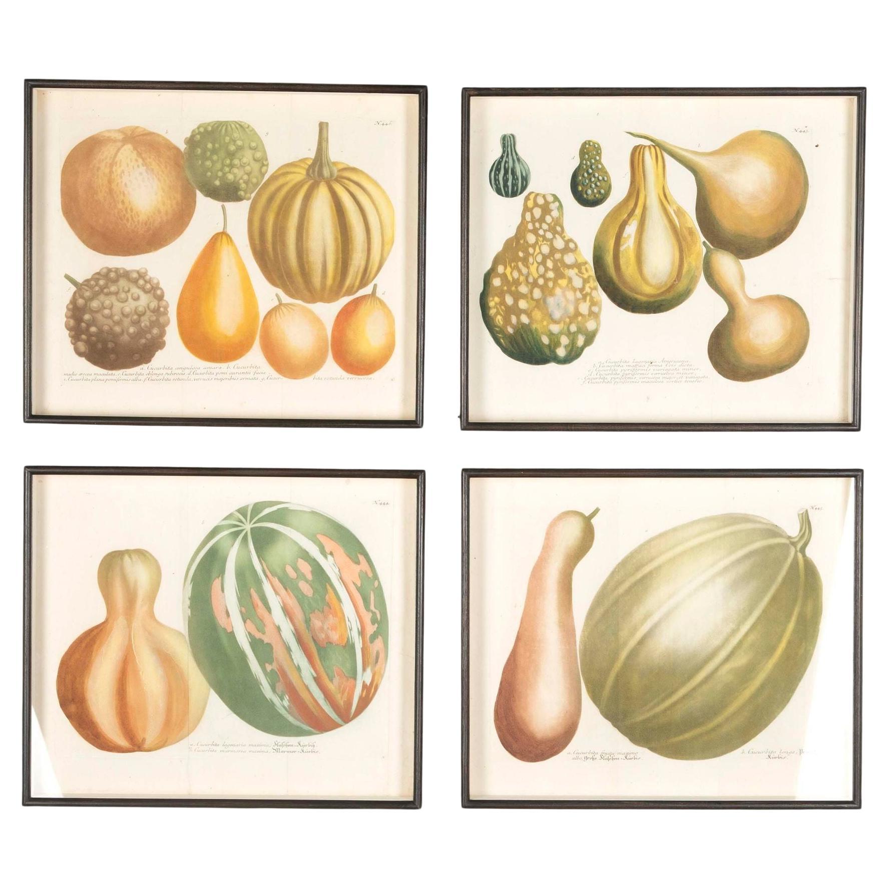 Set of Four 18th Century Engravings of Pumpkins