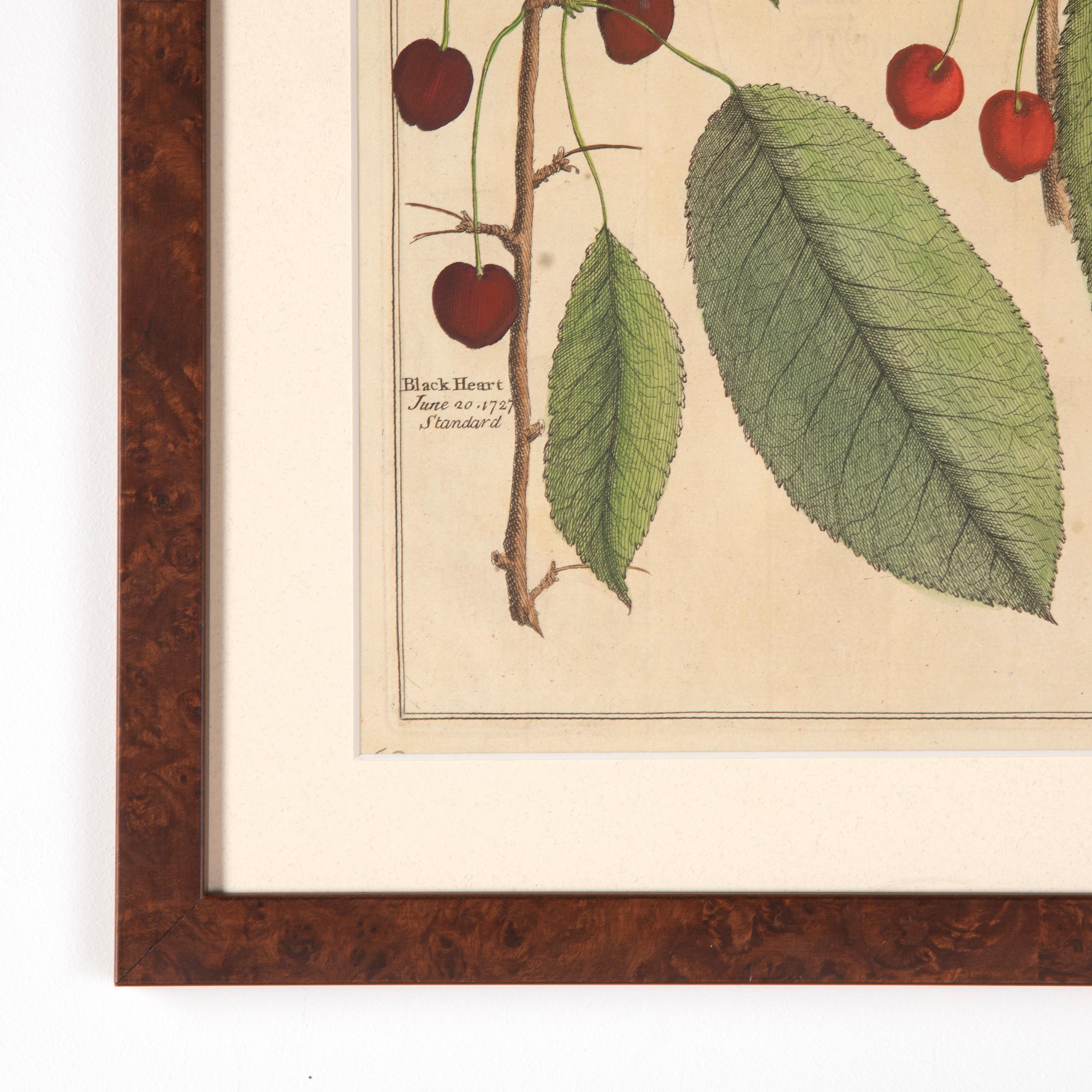 Set of four 18th century fruit prints by Batty Langley.

Presented in walnut veneer frames with off-white mounts and AR70 art glass. 

These engravings are hard to come by and are enormously decorative.