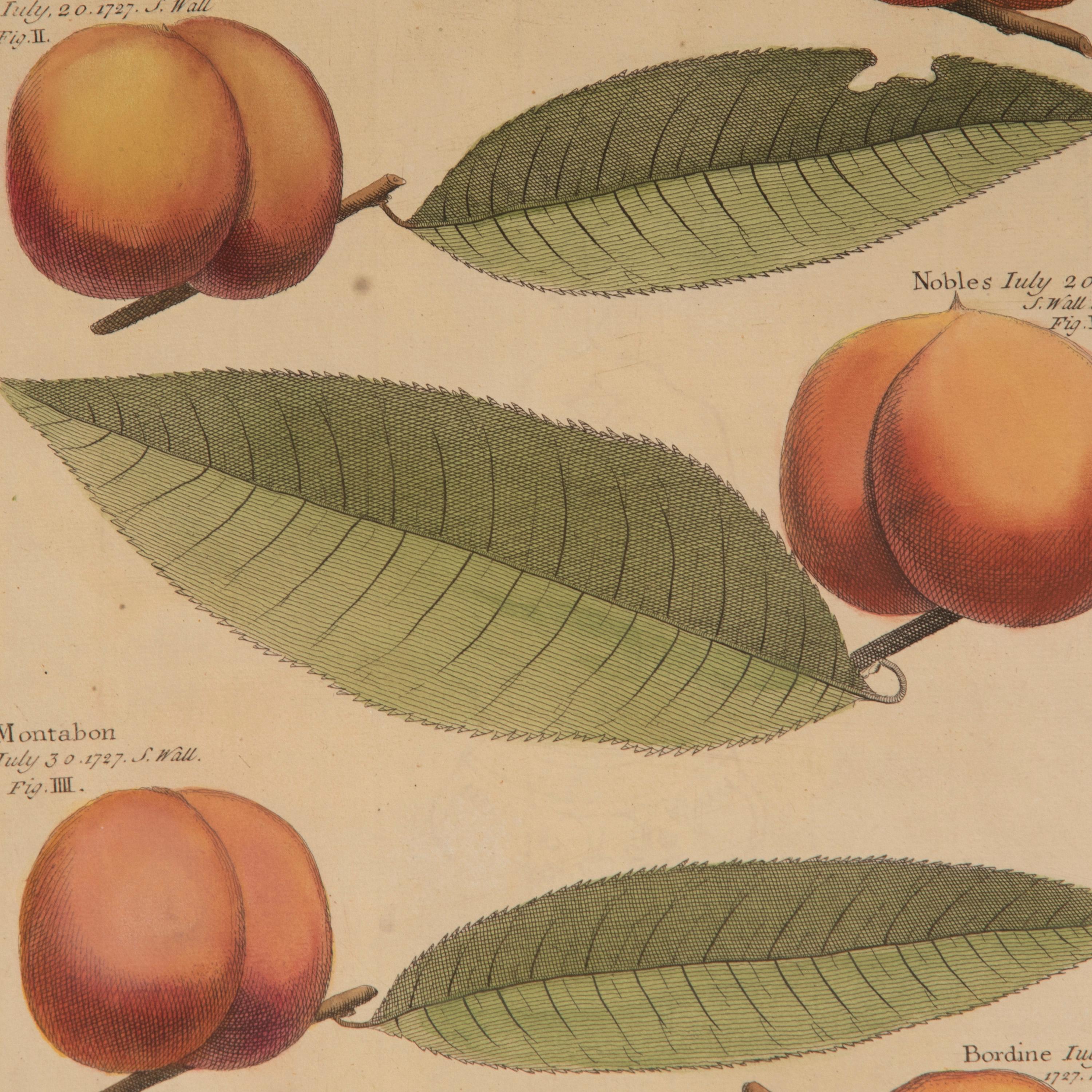 Country Set of Four 18th Century Fruit Prints by Batty Langley
