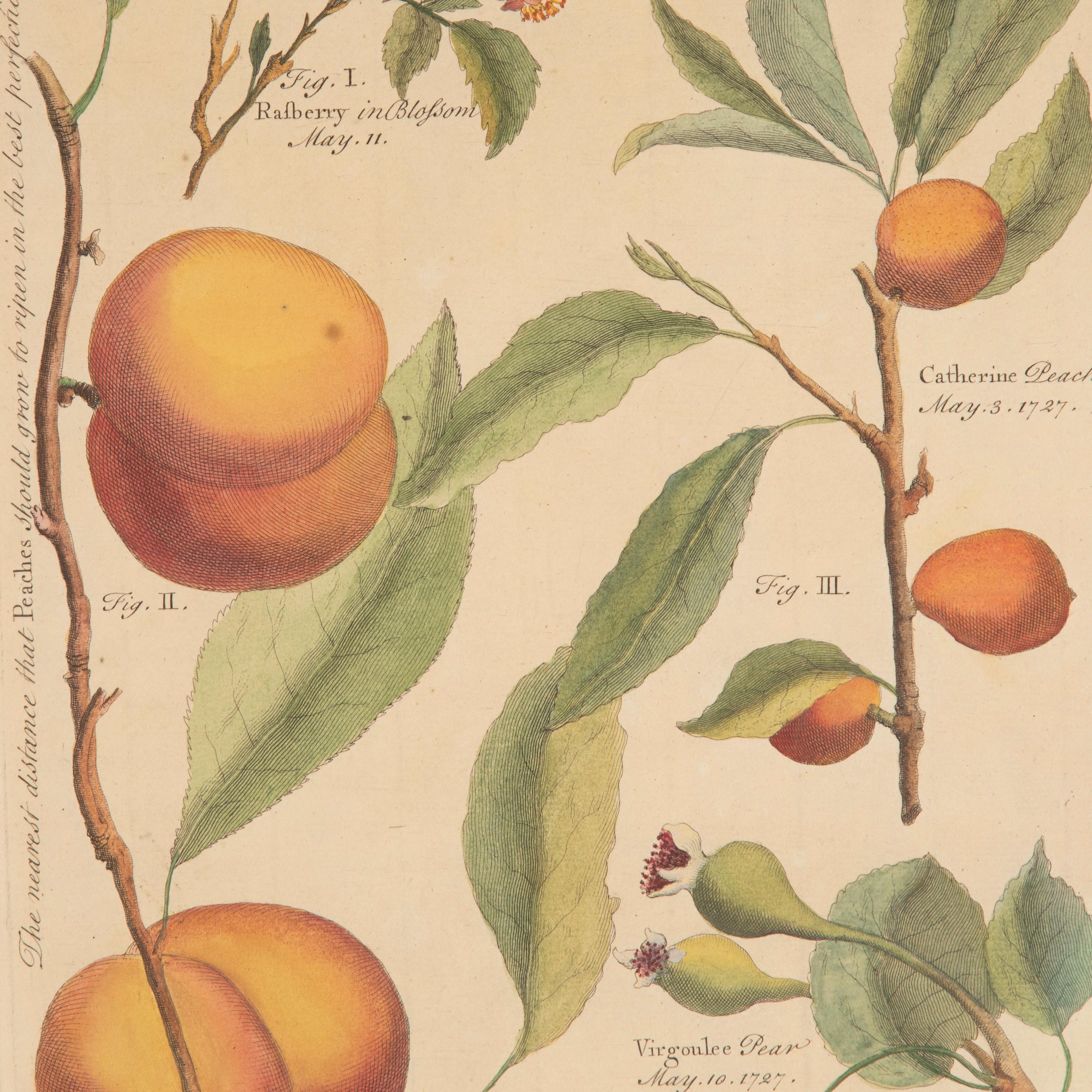 English Set of Four 18th Century Fruit Prints by Batty Langley