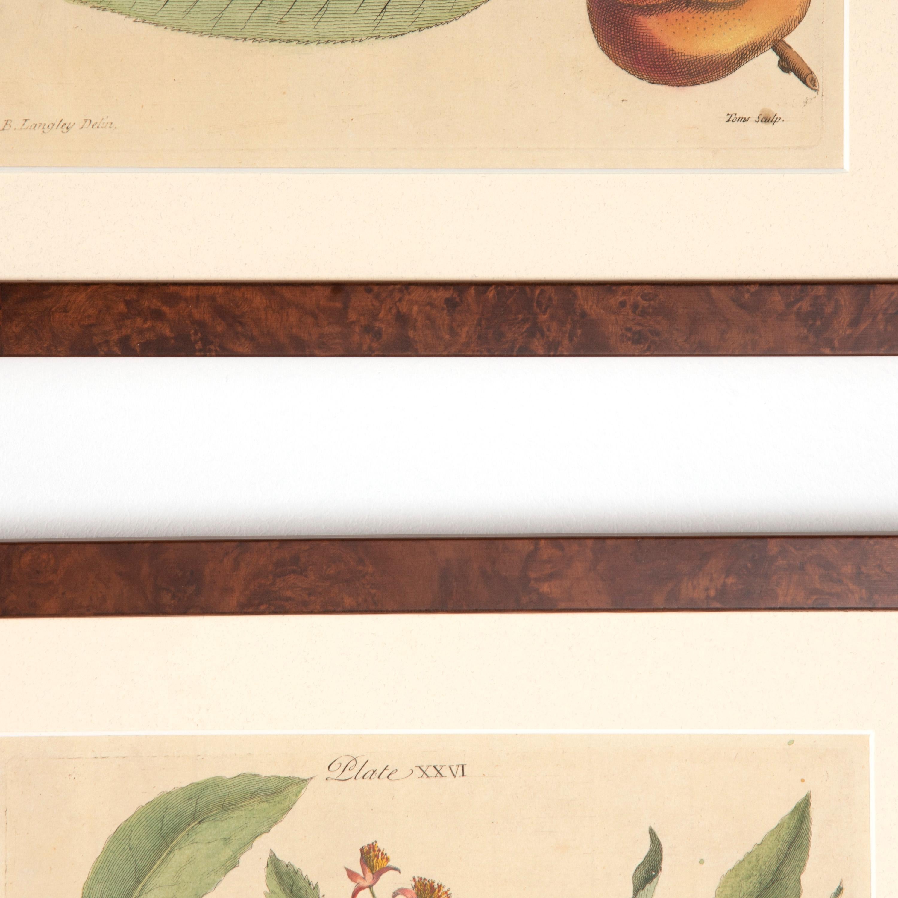 Paper Set of Four 18th Century Fruit Prints by Batty Langley