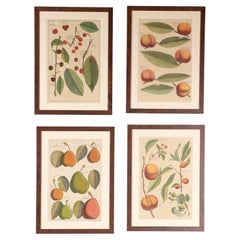 Set of Four 18th Century Fruit Prints by Batty Langley