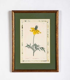 Set di quattro stampe botaniche colorate a mano di fiori del XVIII secolo di W. Curtis