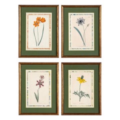 Satz von vier handkolorierten botanischen Blumendrucken des 18. Jahrhunderts von W. Curtis Satz von vier handkolorierten botanischen Blumendrucken des 18. Jahrhunderts von W. Curtis