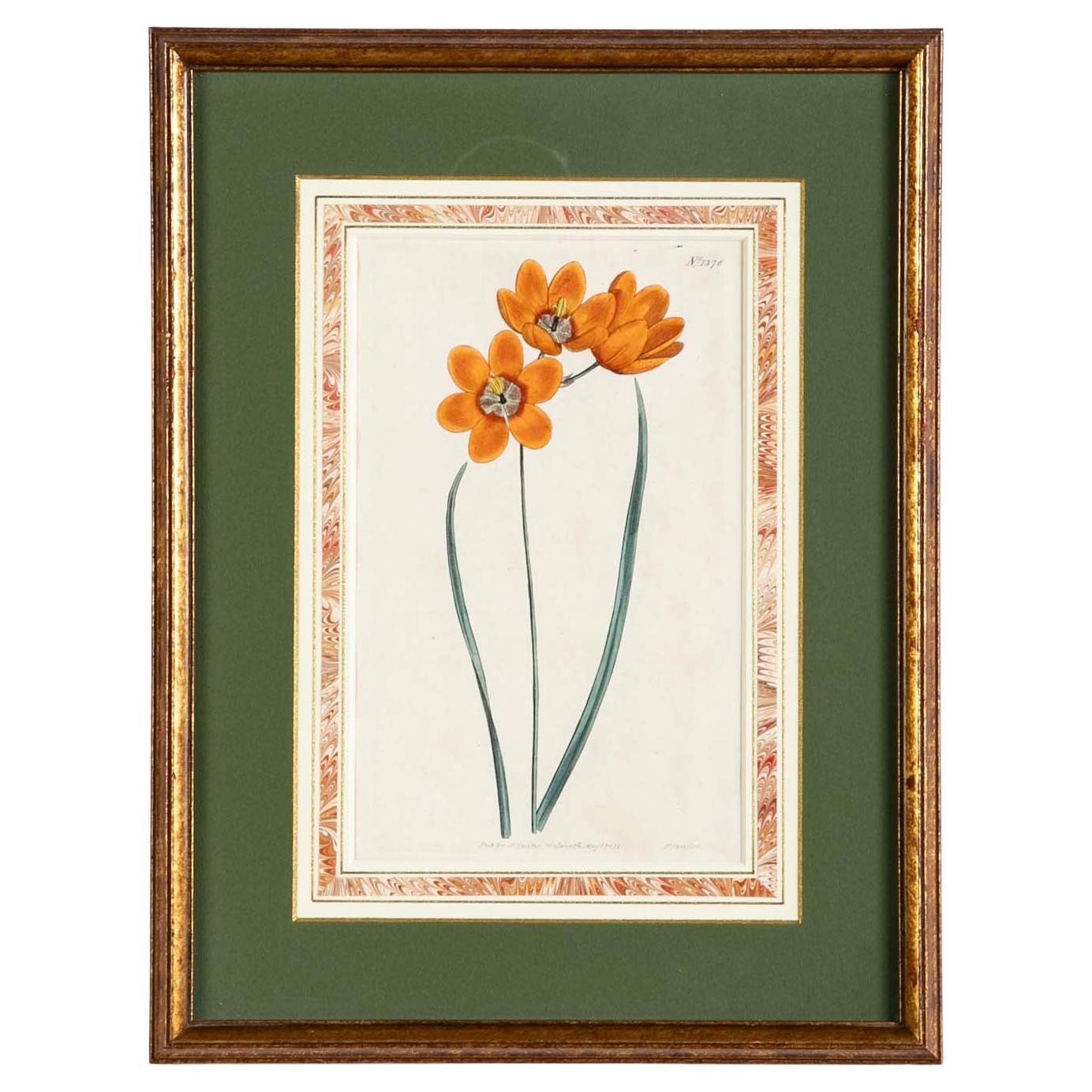 Set of Four 18th Century Hand Colored Botanical Prints of Flowers by W. Curtis