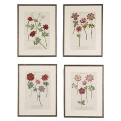 Set of Four 18th Century Johann Weinmann Anemone Prints