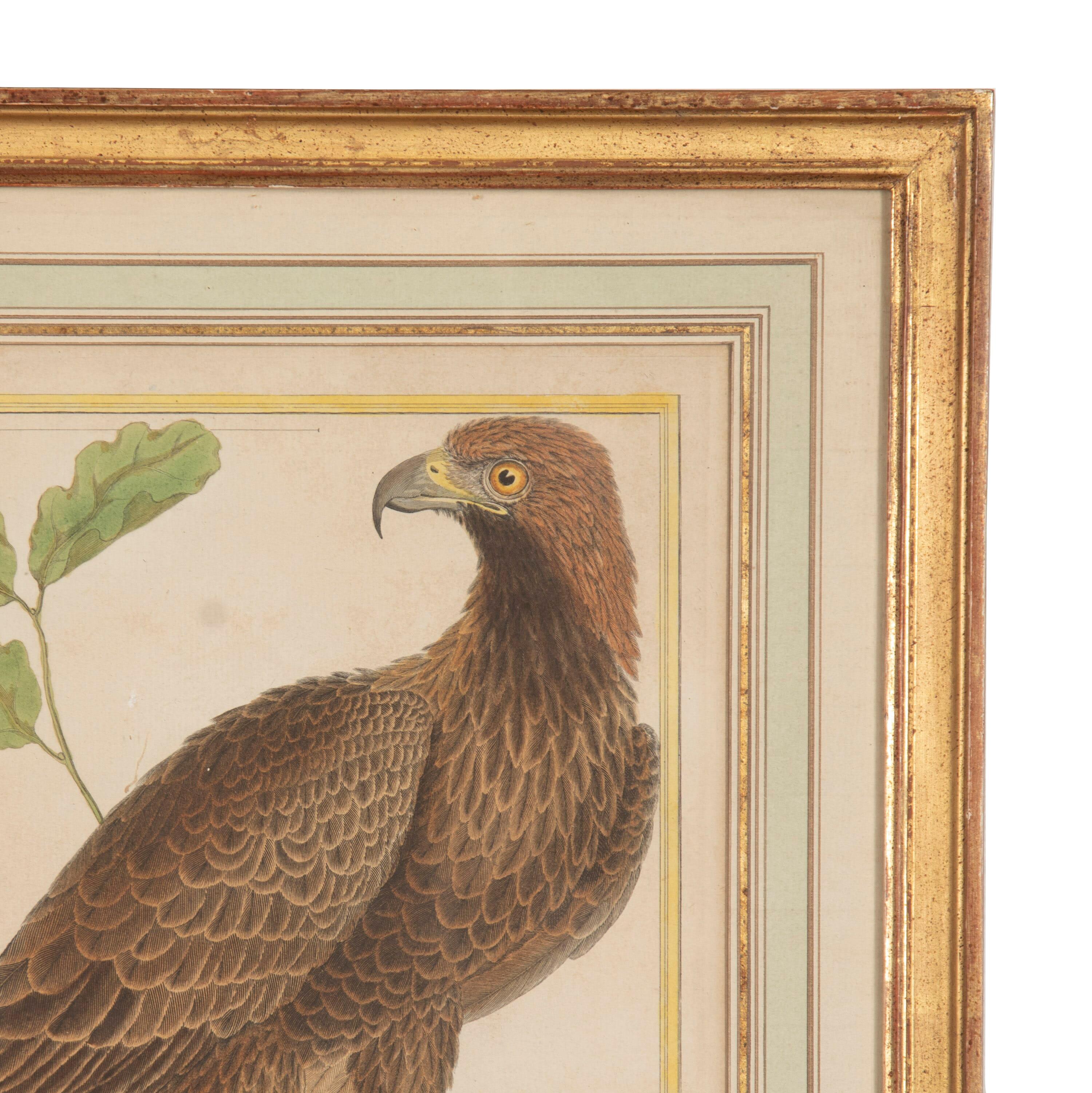 Paper Set of Four 18th Century Martinet Birds