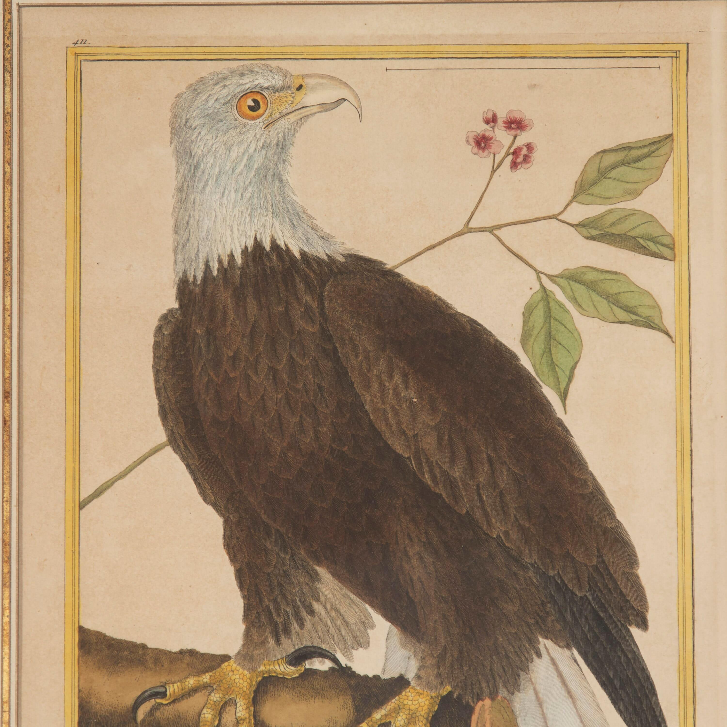 Set of Four 18th Century Martinet Birds 1