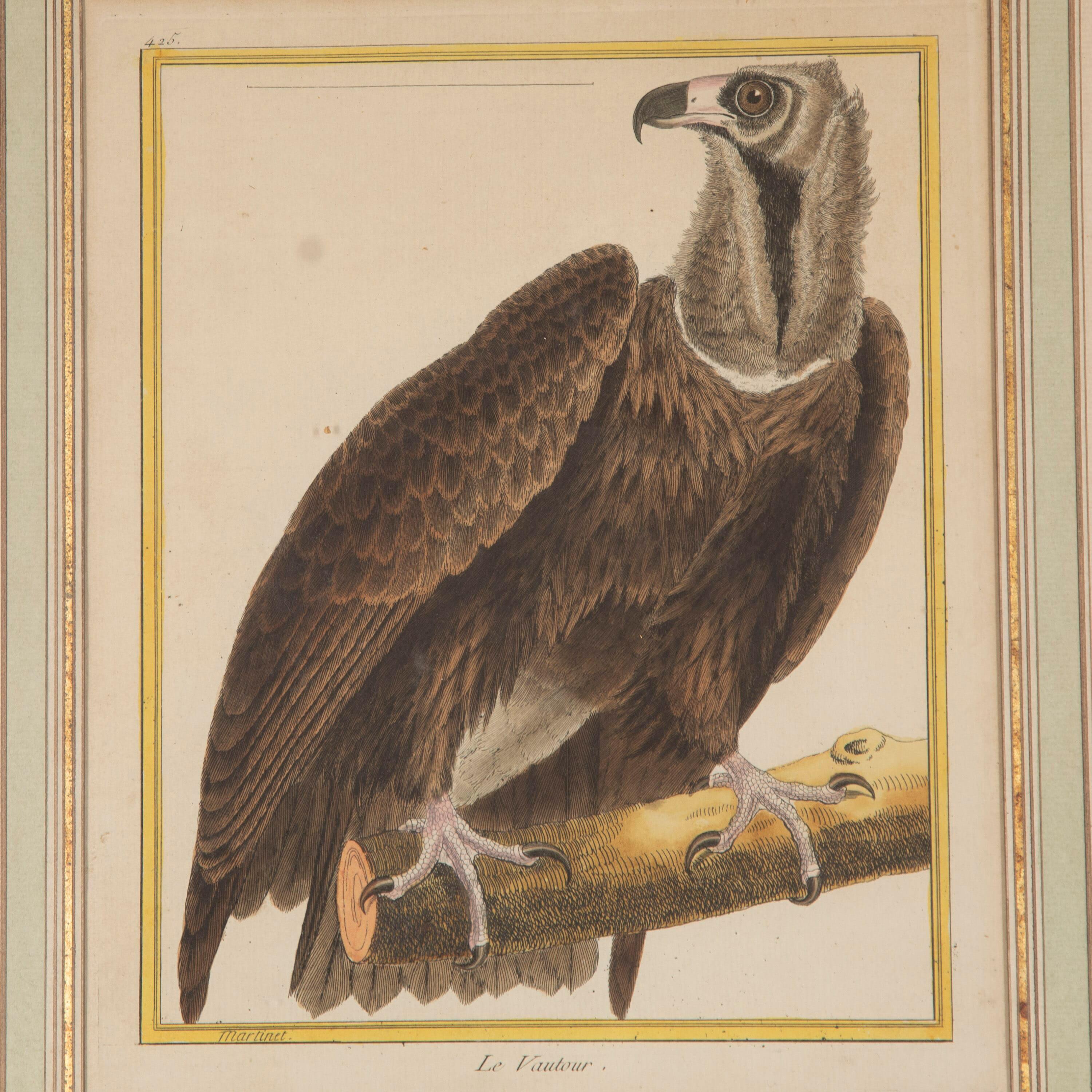 Set of Four 18th Century Martinet Birds 2