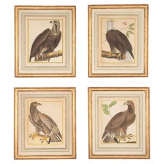 Set of Four 18th Century Martinet Birds